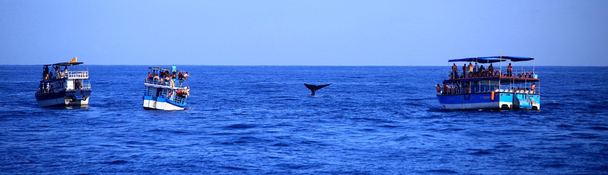 Whale and Dolphin Watching Sri Lanka | pradeeptours.com