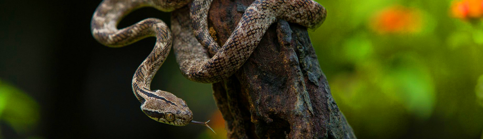 Snake Farm TRIP In Sri Lanka | pradeeptours.com