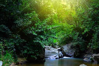 Sinharaja Forest Sri lanka |  pradeeptours.com