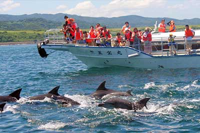 Dolphin and Whales Trip | pradeeptours.com