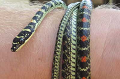 Weligama Snake Farm | pradeeptours.com
