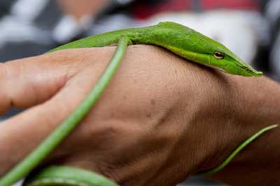 Sri Lanka Snake Farm | pradeeptours.com