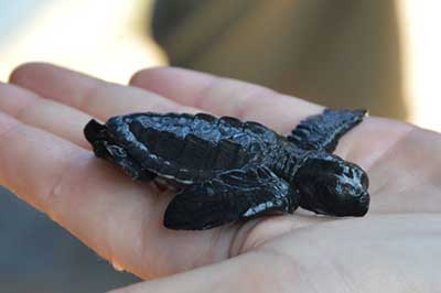  Baby Turtle Hatchery | pradeeptours.com