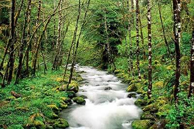 Sinharaja Rain Forest | pradeeptours.com