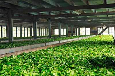 Tea factory in Sri Lanka |  pradeeptours.com