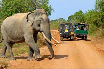 Largest National Park in Sri Lanka | pradeeptours.com