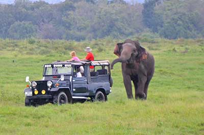 Minneriya National Park Jeep Safari |pradeeptours.com