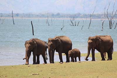 Udawalawa National park Elephant | pradeeptours.com