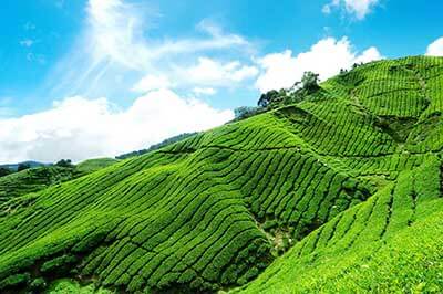 Nuwara Eliya Tea plantation | pradeeptours.com