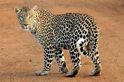 Udawalawa National Park Animals | pradeeptours.com