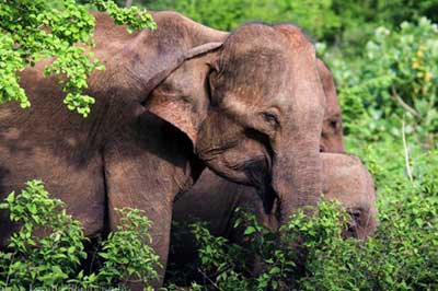 Udawalawa National Park  Elephant | pradeeptours.com